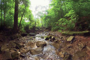 ForestStream_mono