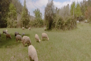 Sheep-On-Meadow