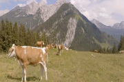 Animals - Cows on the Alps