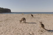 Animals - Kangaroos on beach (Australia)