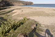 Animals - Kangaroos on dunes (Australia)