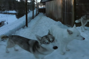 ANIMALS Huskies 1