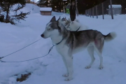 ANIMALS Huskies 2