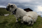 ANIMALS Sheep Belalp 2